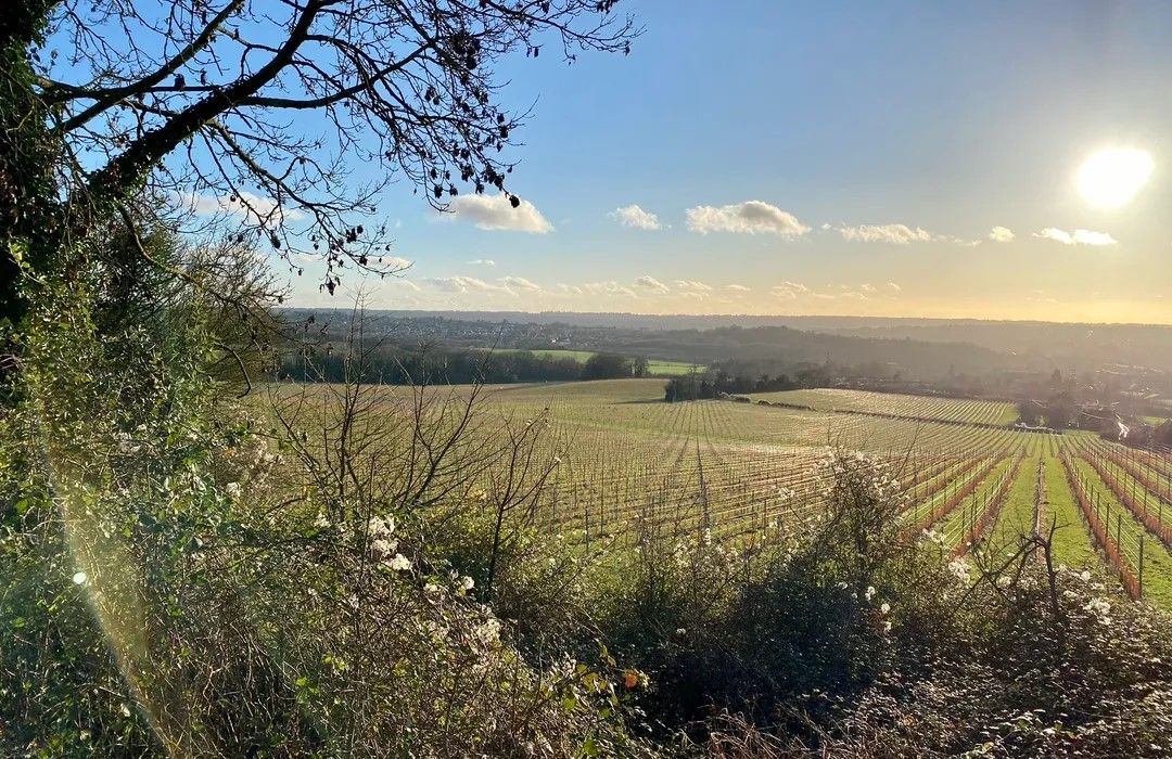Boxley Warren nature reserve and vineyards